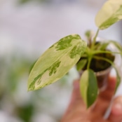 Philodendron Radiatum x Florida Beauty x Mayoi / フィロデンドロン
