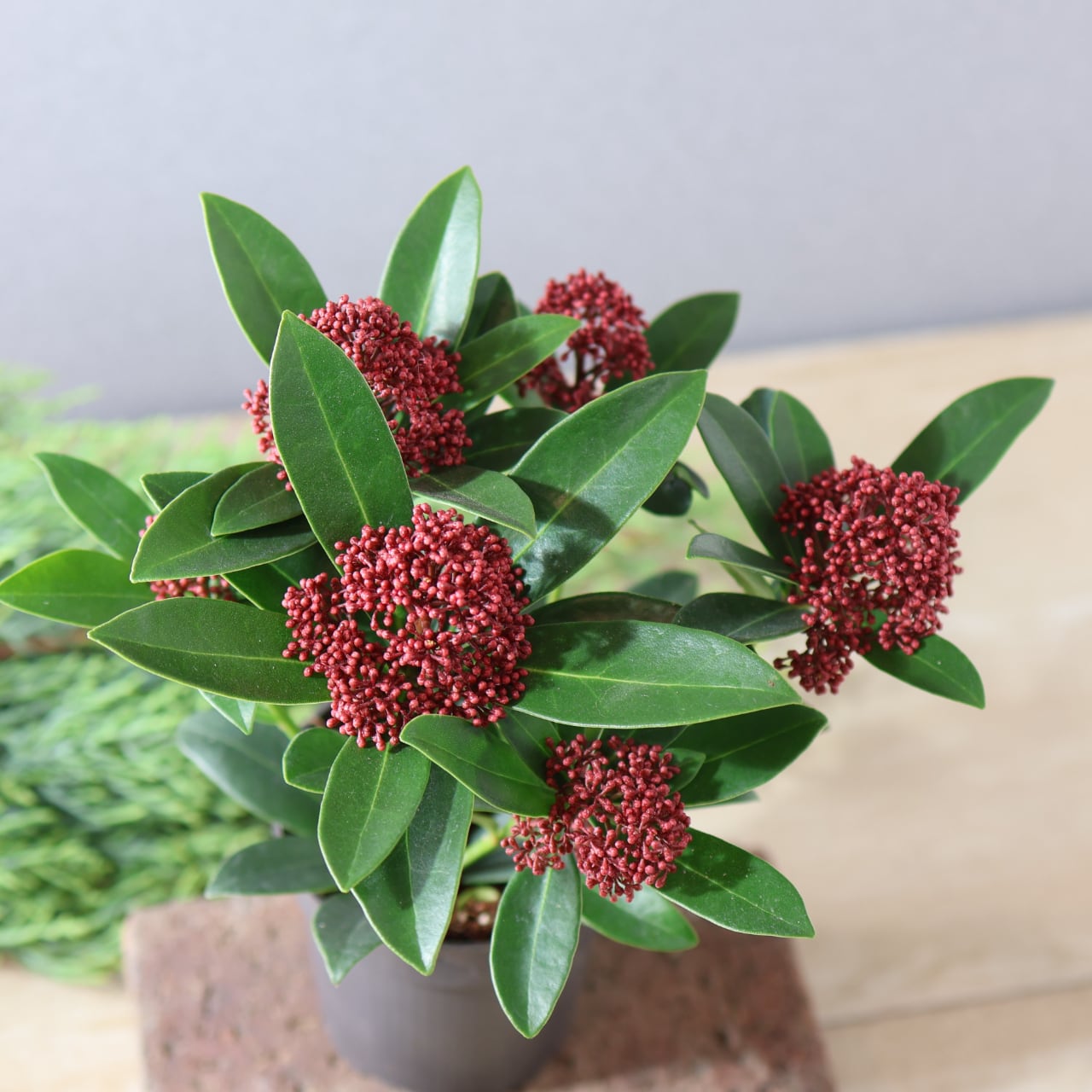 438 赤い蕾の小さな宝石『スキミアレッドドワーフ』【送料無料