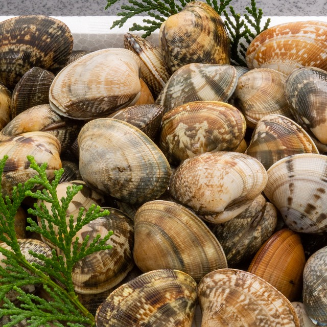 2026年2月3日（火）発送【さりひめ】完全国産 活あさり5kg