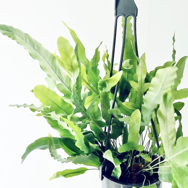 フレボディウム ブルースター シダ植物 爽やか 観葉植物 calm cafe