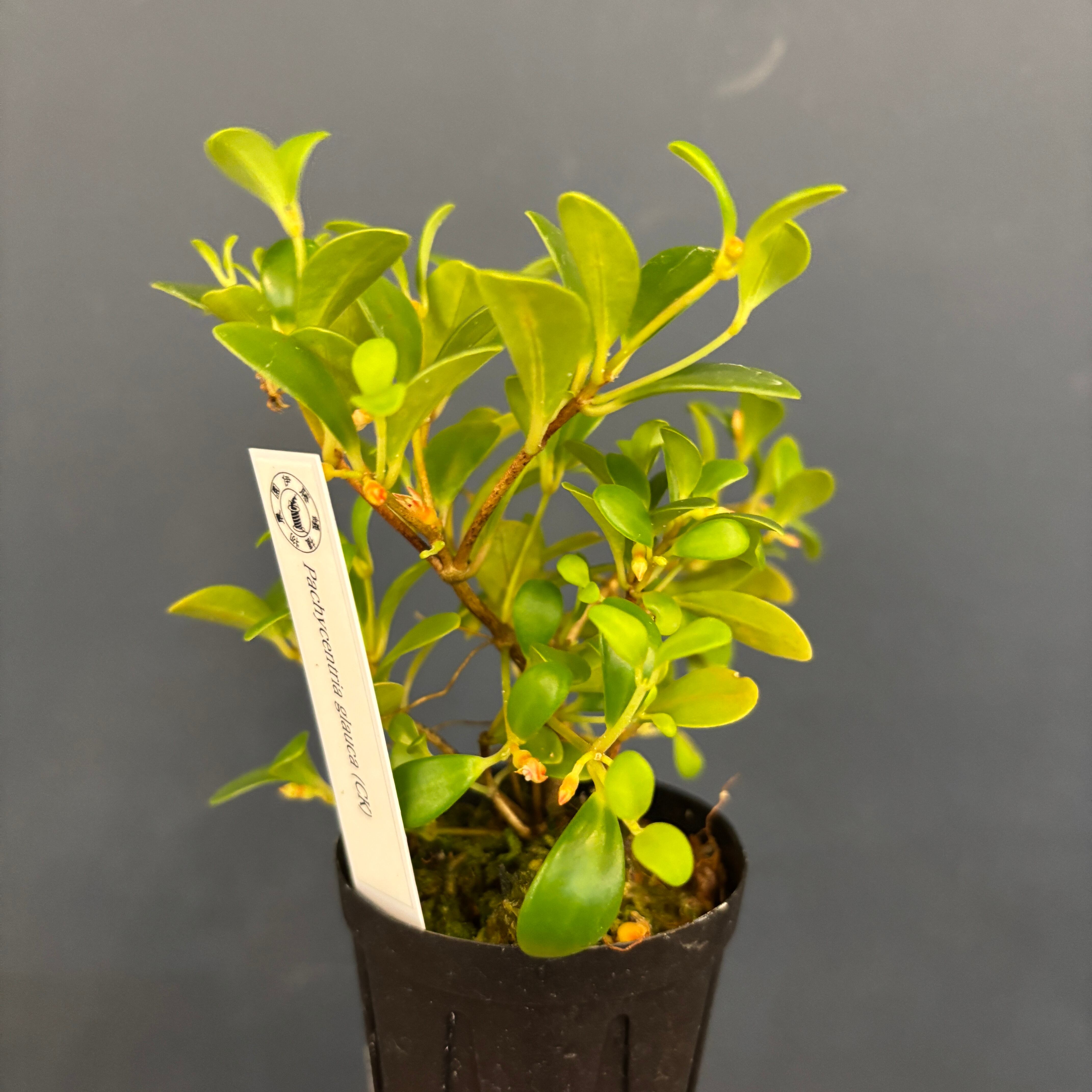 パキセントリア グラウカ