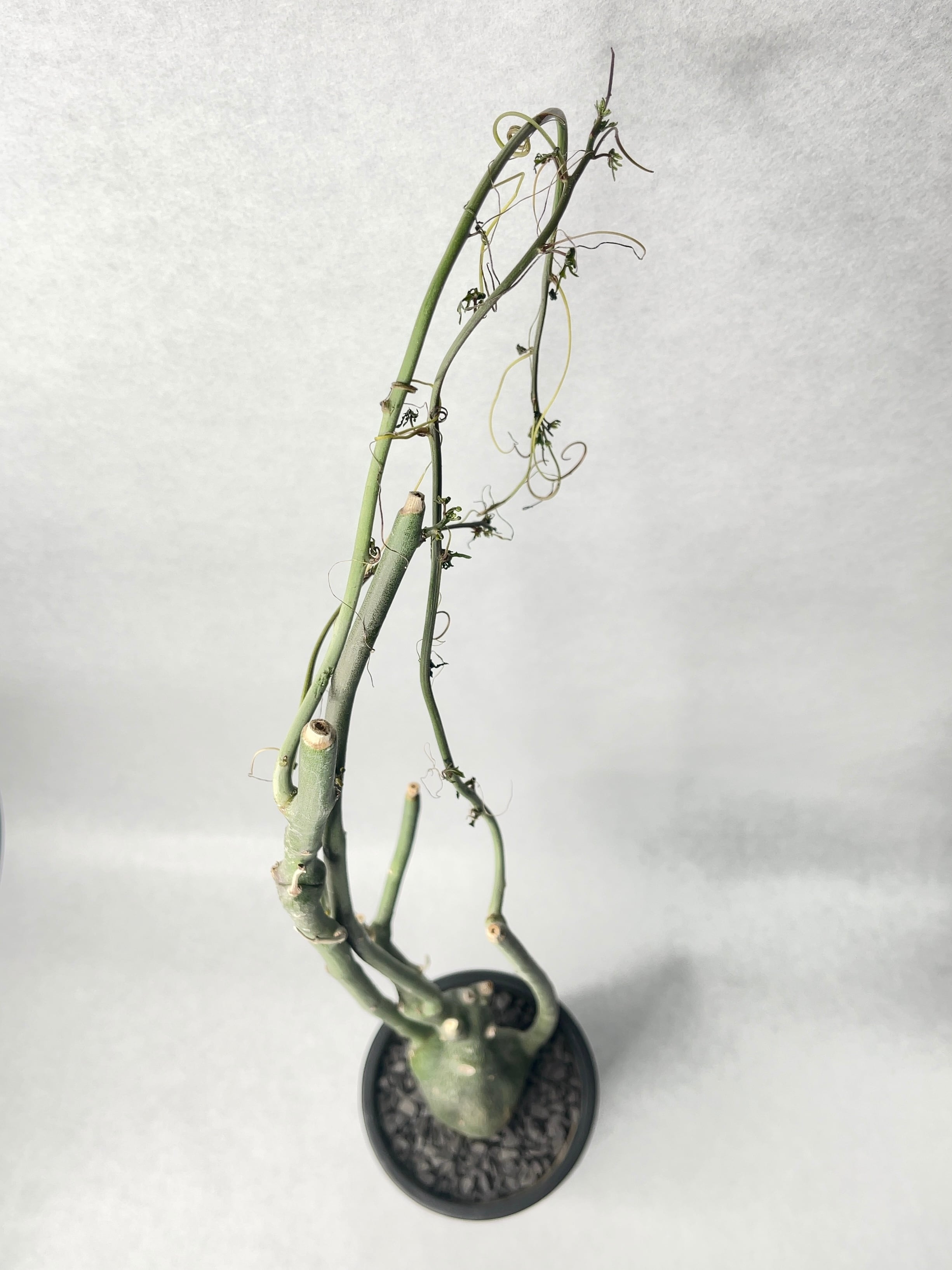 アデニア　ベネナータ アデニア ベネナータ | GREEN LUCK