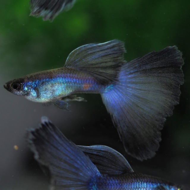 【セール】モスコーパープル(RREA系)　2ペア＋おまけ1ペア