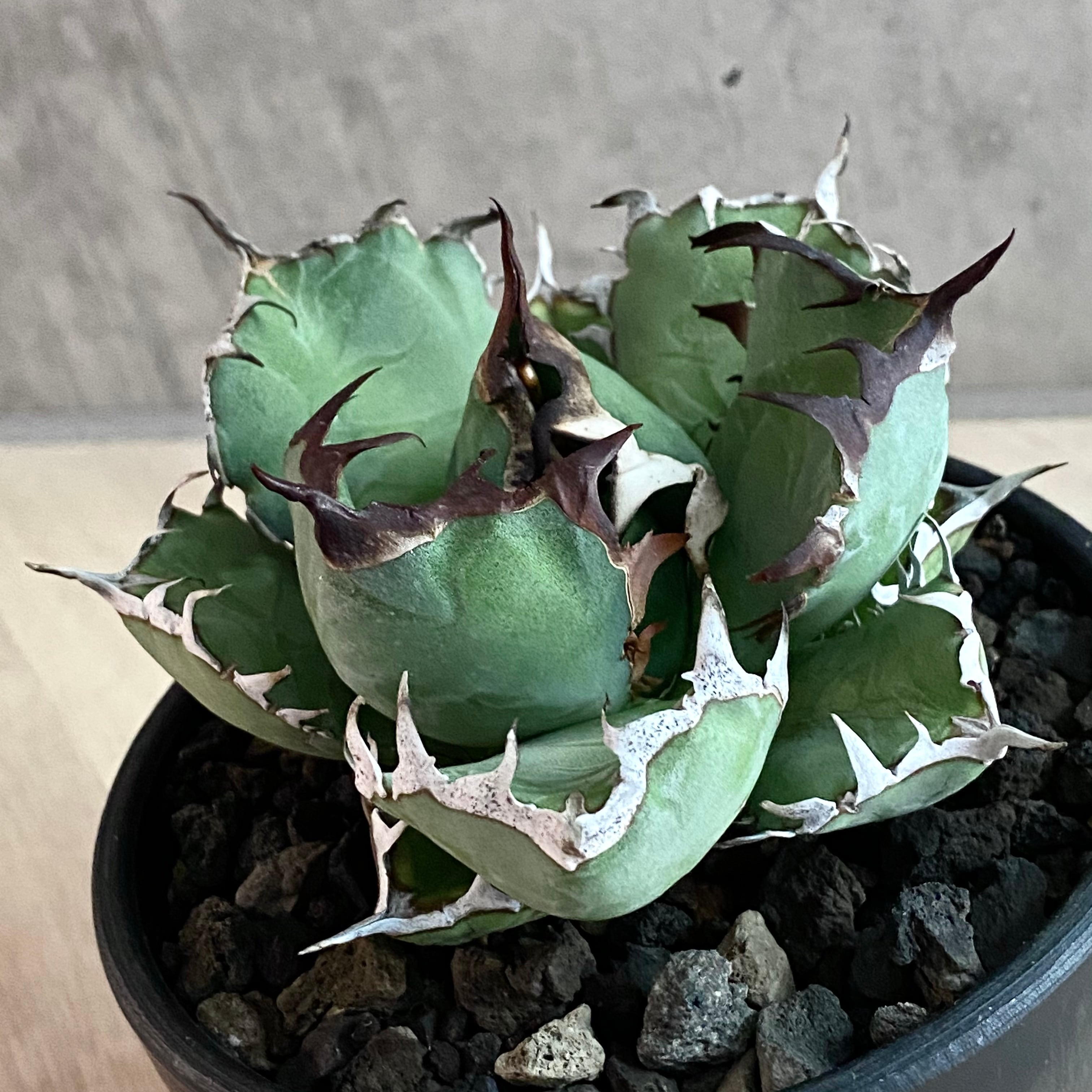 agave titanota black whale /アガベ チタノタ 黒鯨【観葉植物 ...