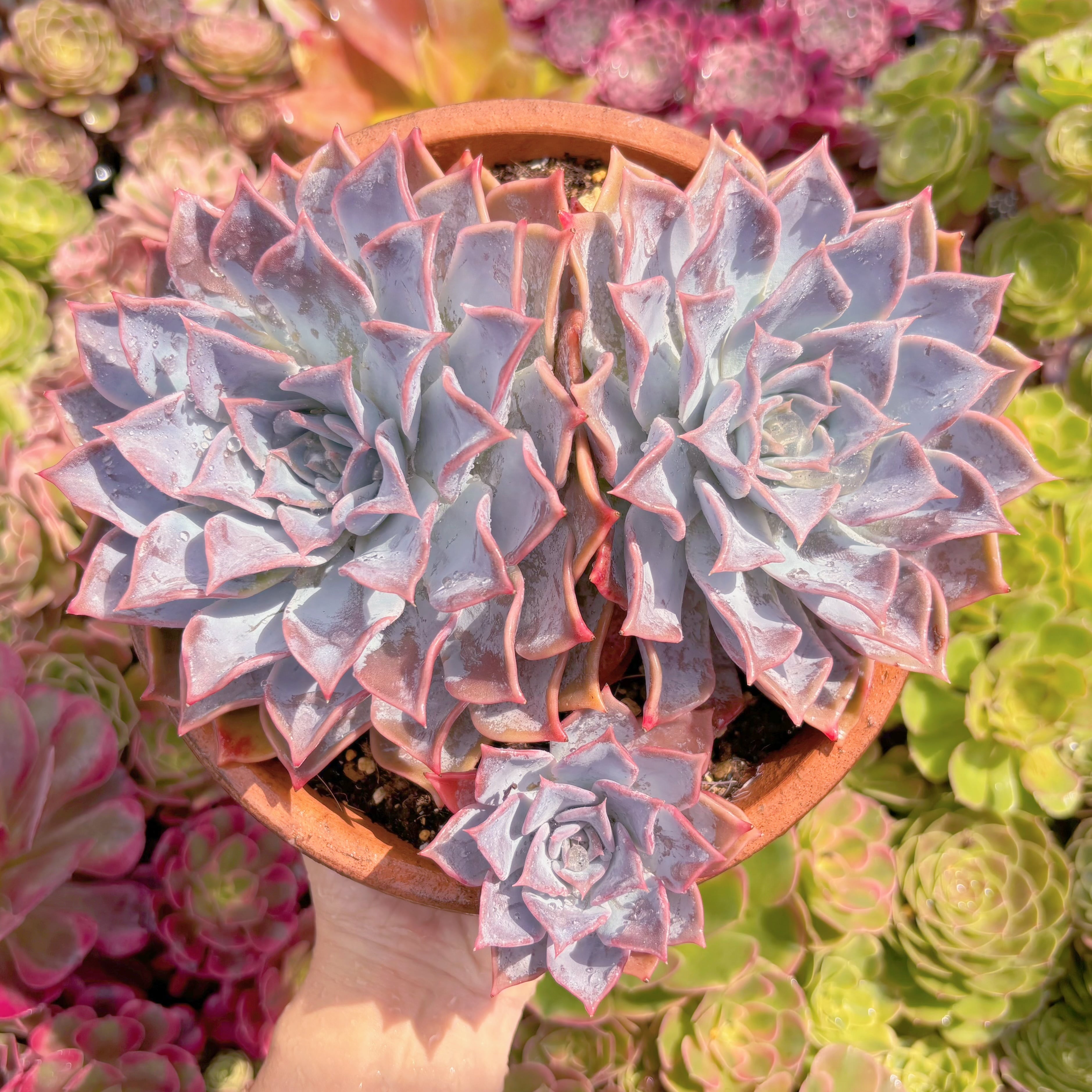 現品　Echeveria 'Lucila'#682　特大群生　るる農園