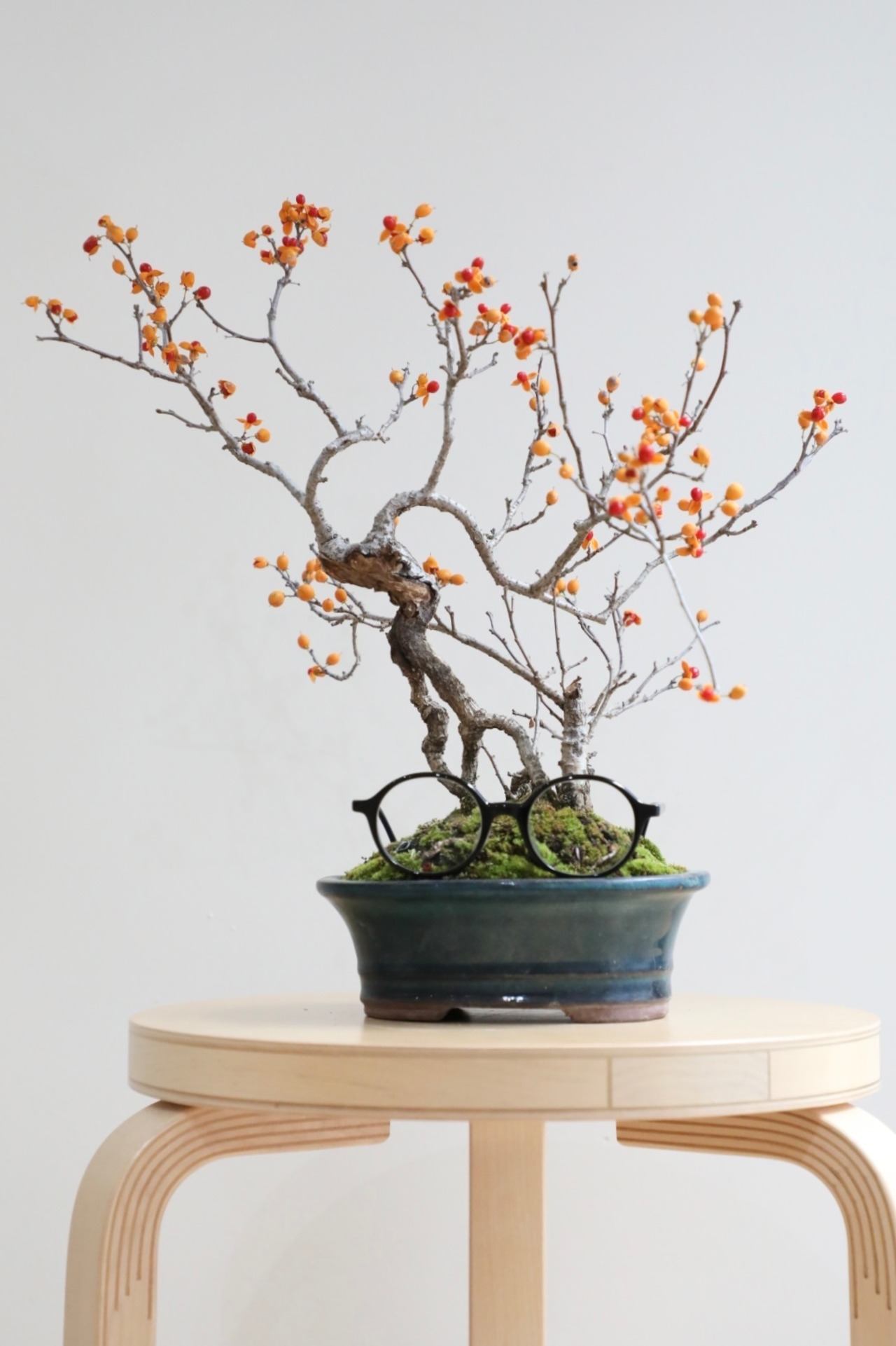 【M】つるうめもどき 盆栽/Celastrus orbiculatus bonsai　※樹齢20年