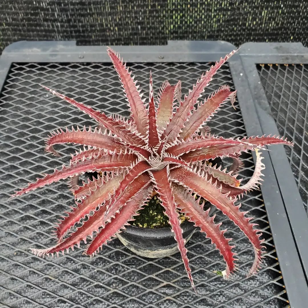 レアプランツ通販サイトPlants Maniax（プランツ・マニアックス）