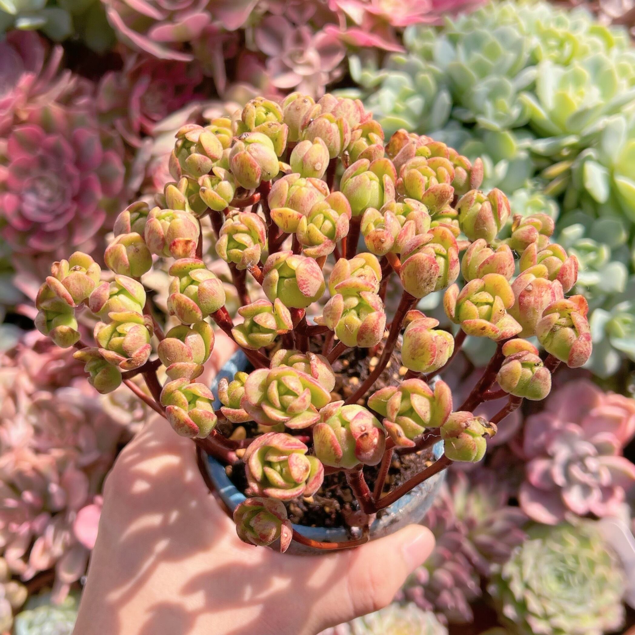 多肉植物 多肉植物 little fox群生 新入荷 | るる農園~多肉植物専門
