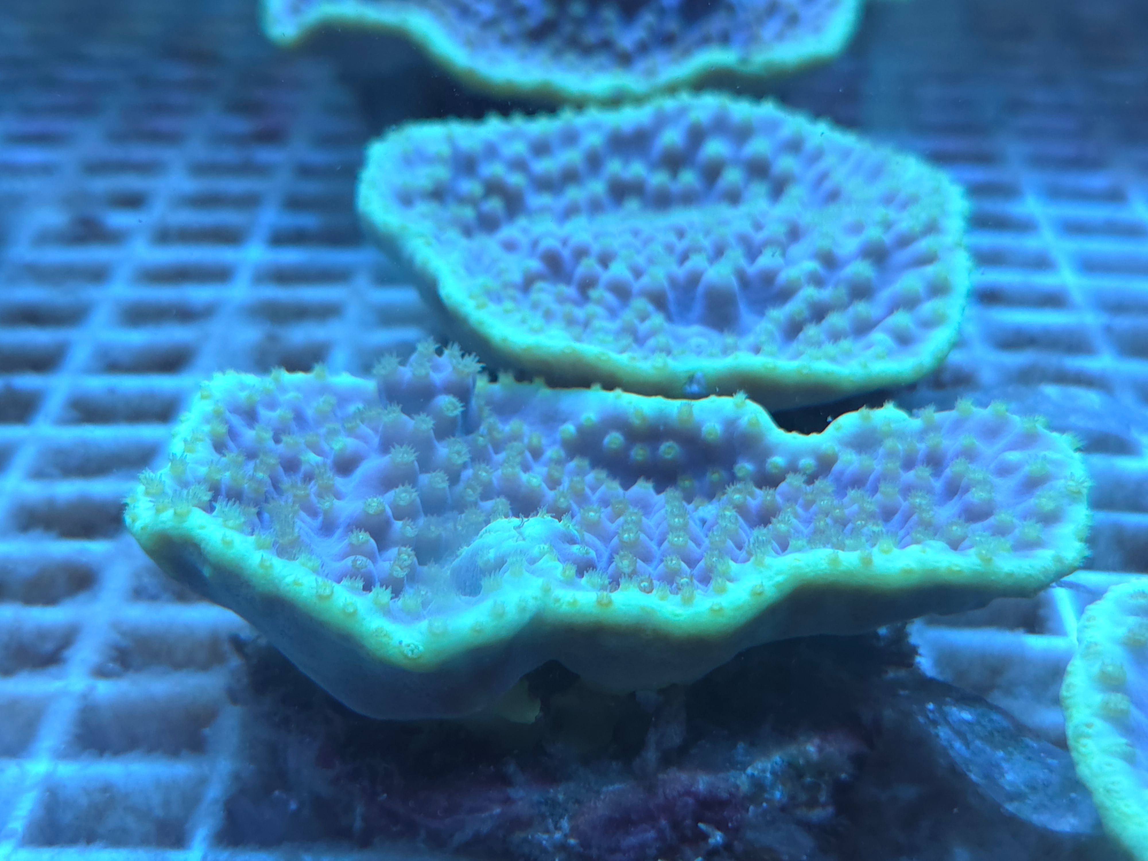 ヨコミゾスリバチ IND.01 ヨコミゾスリバチサンゴ1 | ASCORAL