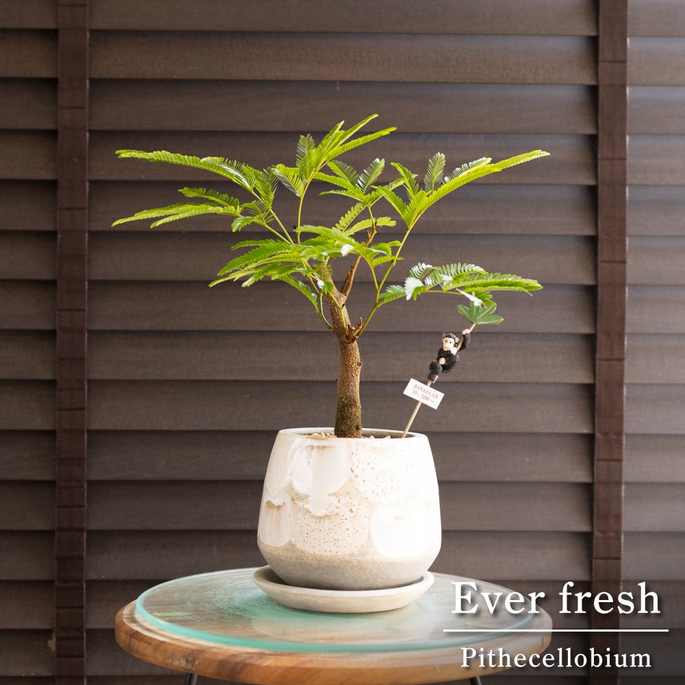 幹太 エバーフレッシュ 9号 陶器鉢 盆栽 Ever fresh Pithecellobium