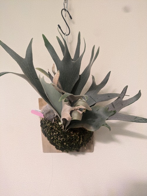 P.'Whitehawk'×P.'veitchii'(comolebi)