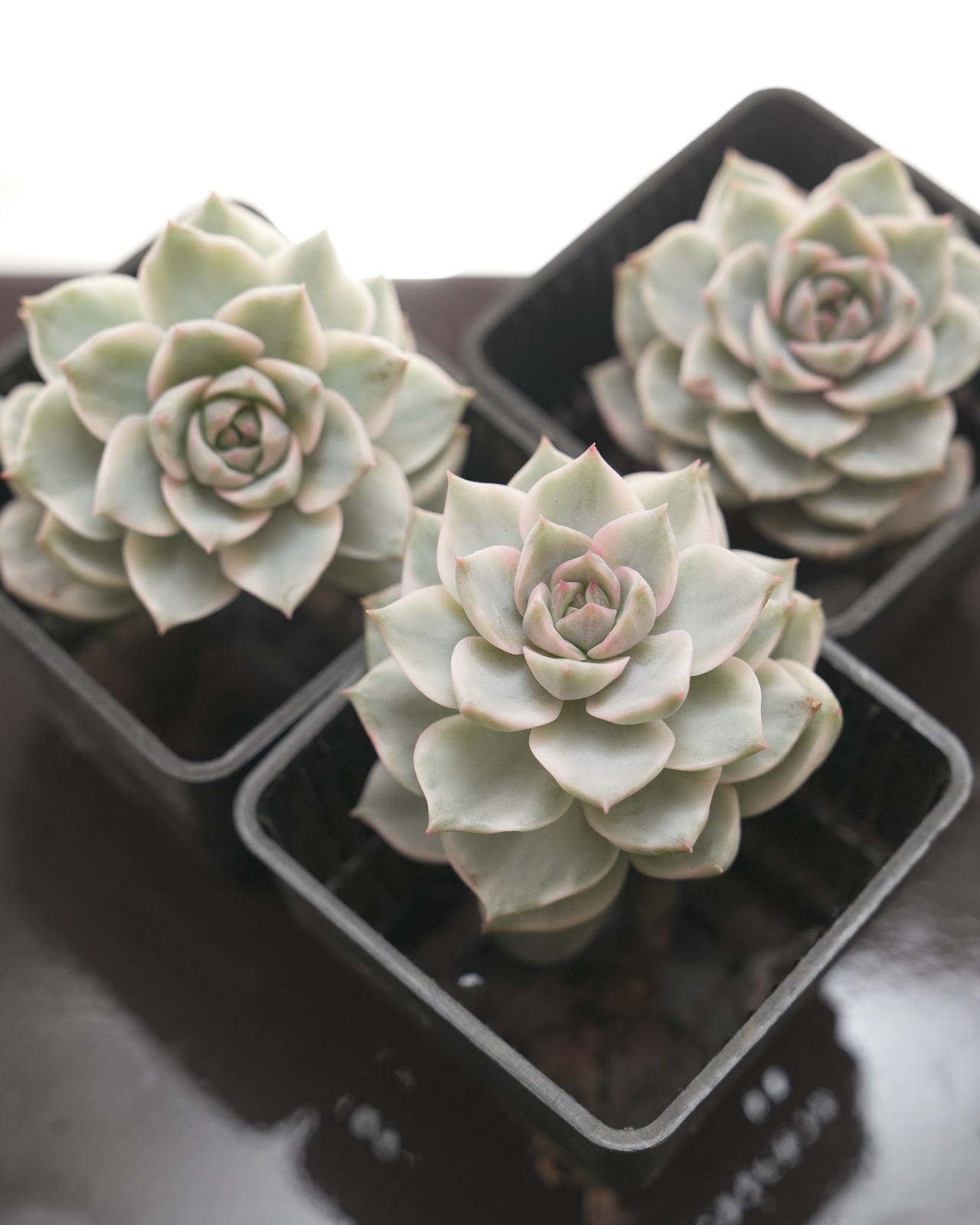 発根済カット苗 白牡丹錦 Graptoveria 'Hakubotan Variegated'