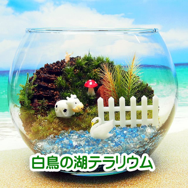 苔テラリウム・手作りキット一式】牛と白鳥の湖 | 工房・津軽moss
