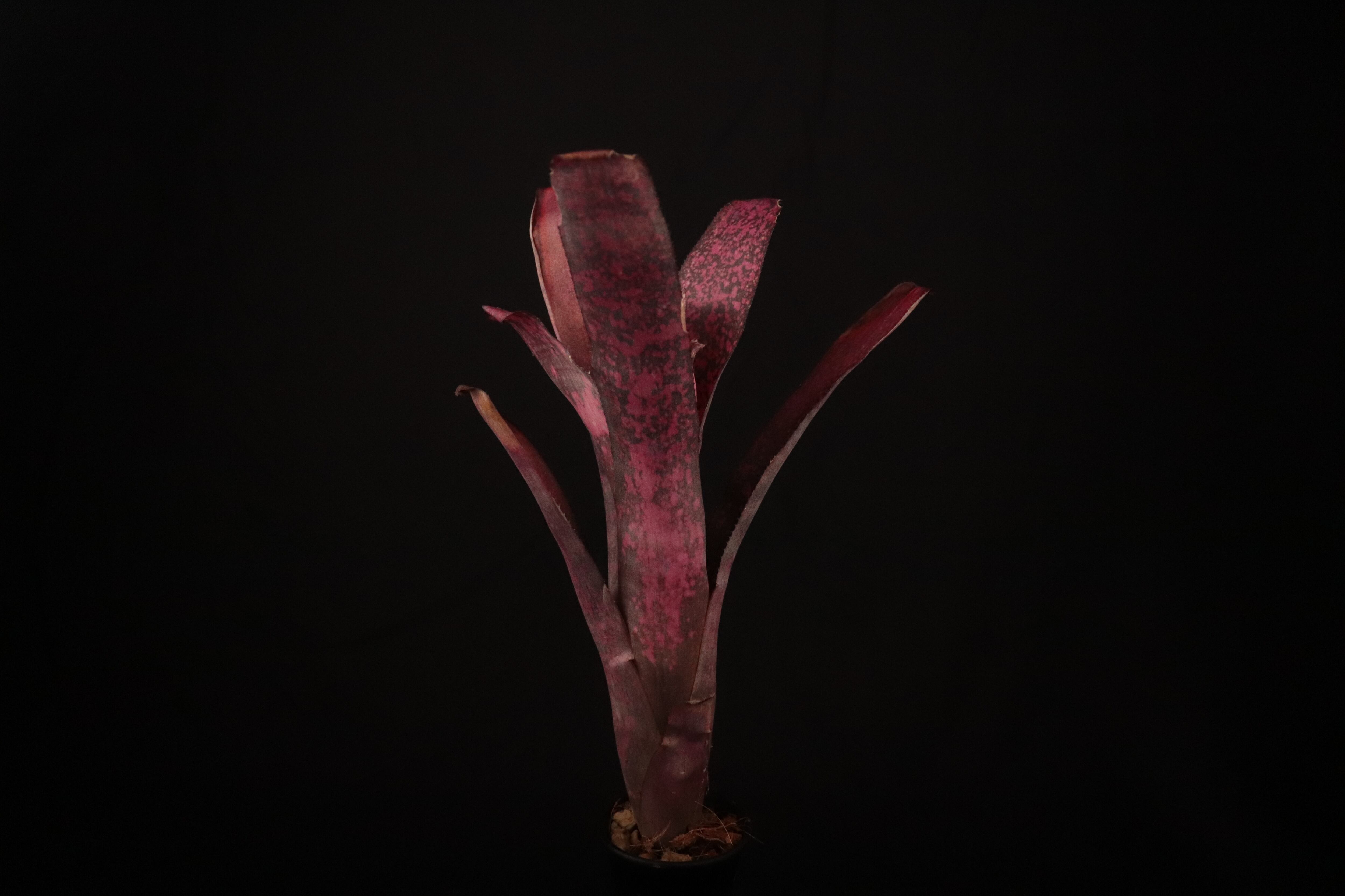 太めの株です！タンクブロメリア　ビルベルギア『After glow』 太めの株です！タンクブロメリア ビルベルギア『After glow』