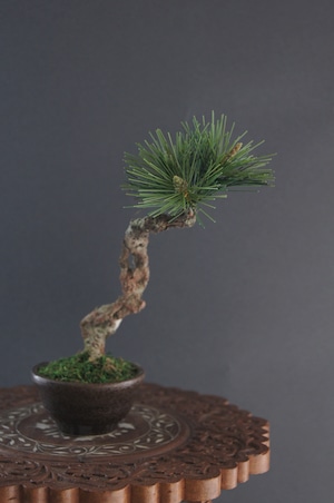 盆栽 松 Pinetree Bonsai #95