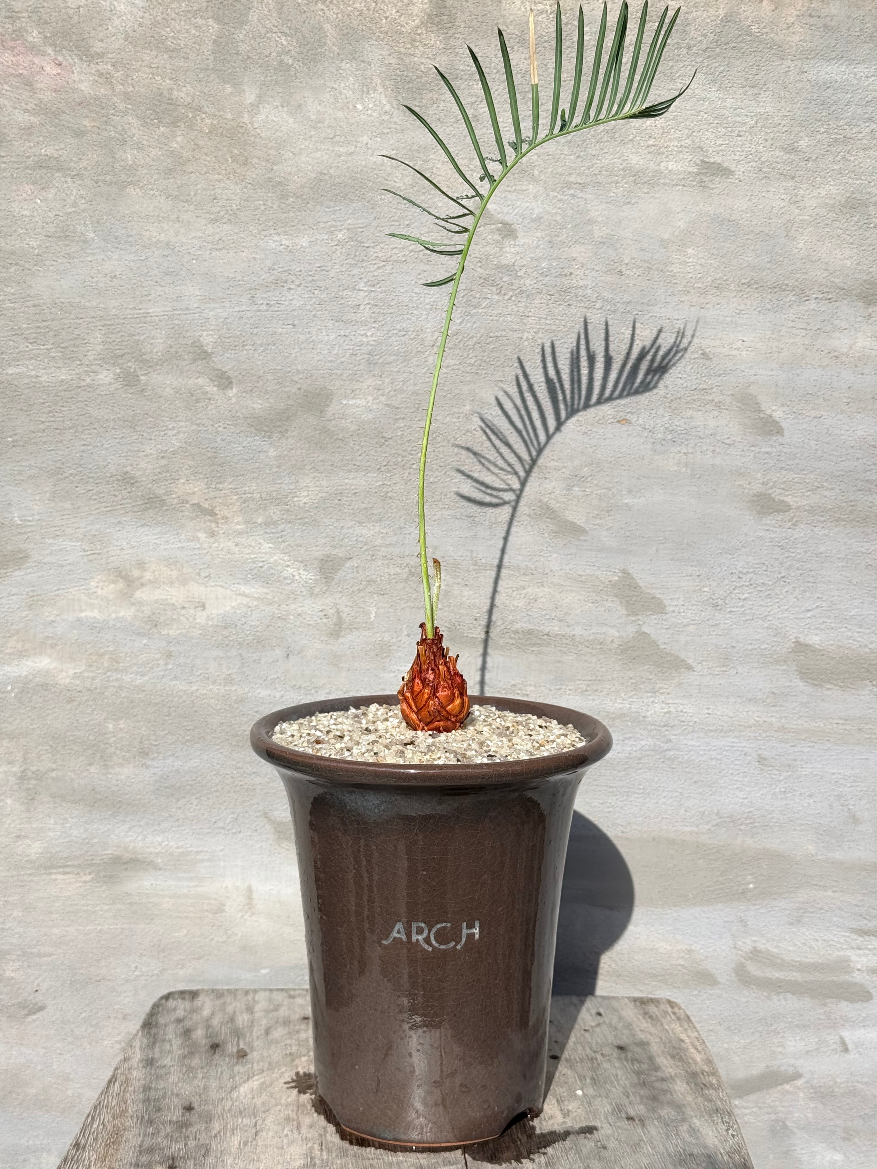 Y*a様 コミフォラ　モンストローサ　実生　鉢付き 植物】コミフォラ モンストローサ 実生株<1> | A-PLANTS