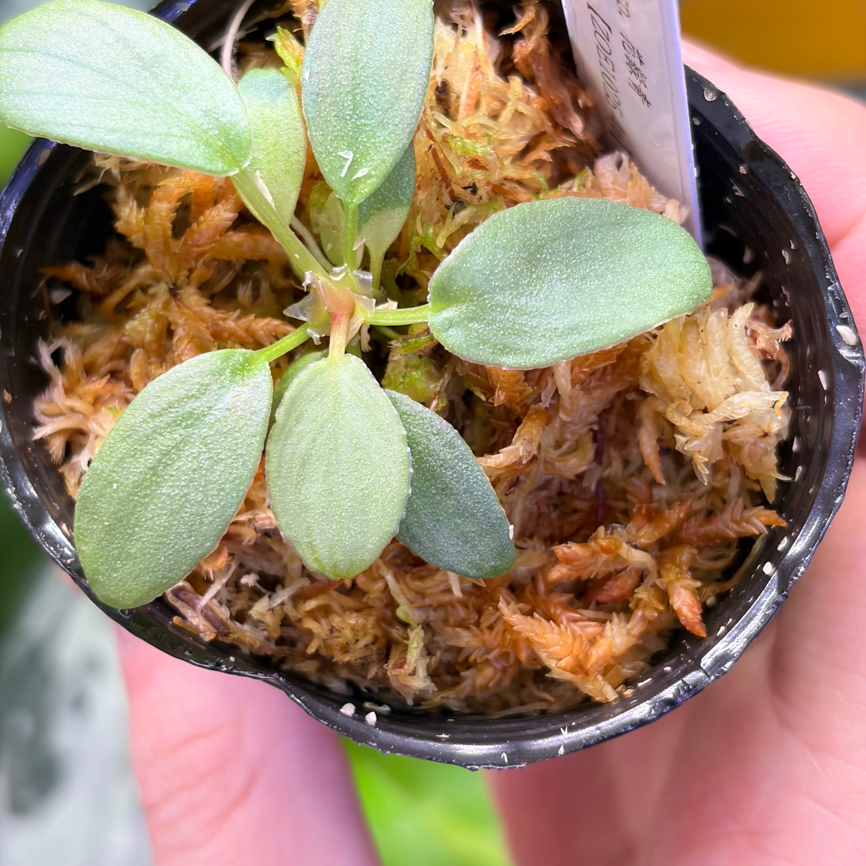 Homalomena sp. 花緑青 Tapanuli Selatan 【ZOE1025-4p】 銀葉個体