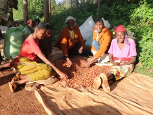 ケニア ガタイティ AA 深煎り 250g