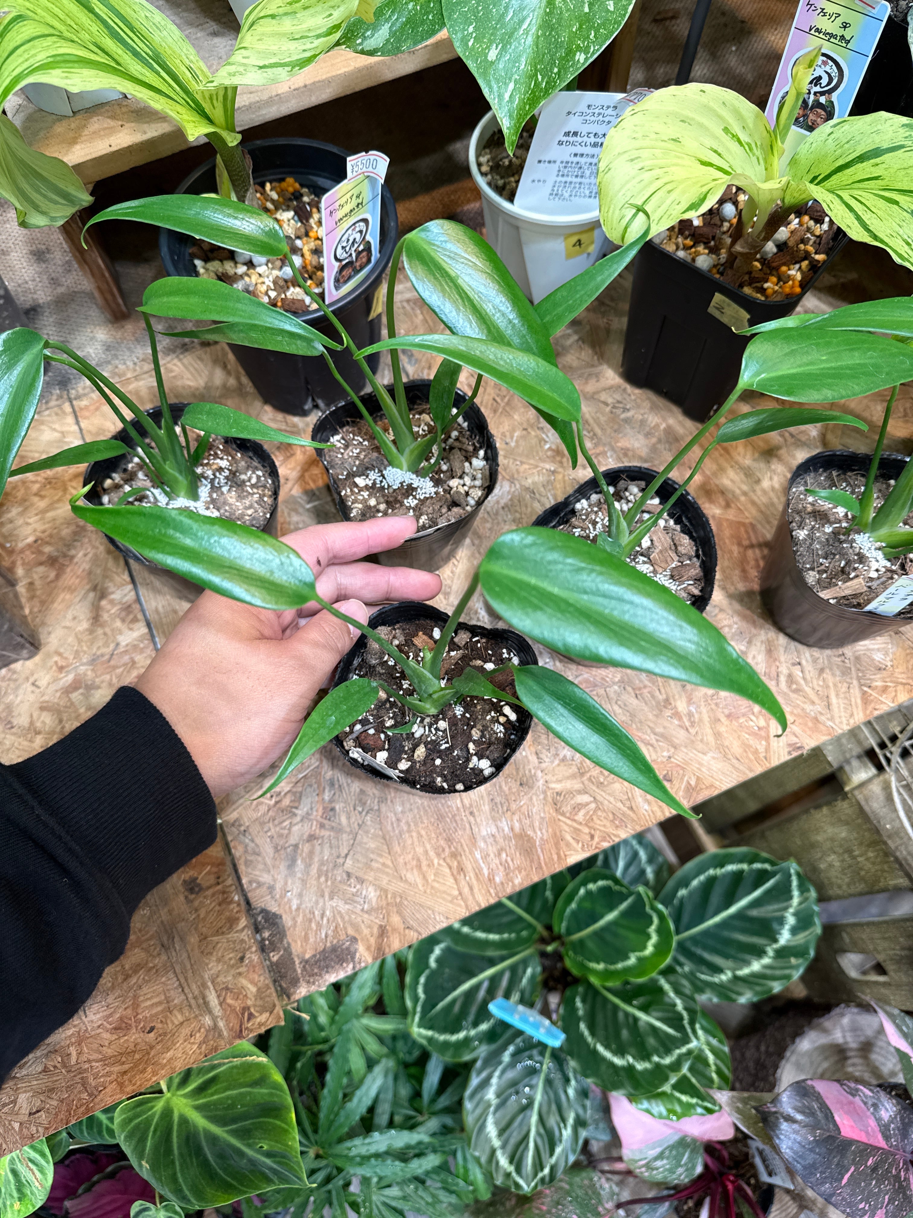 特価中］希少！モンステラ バールマルクスフレーム | Gardenえん