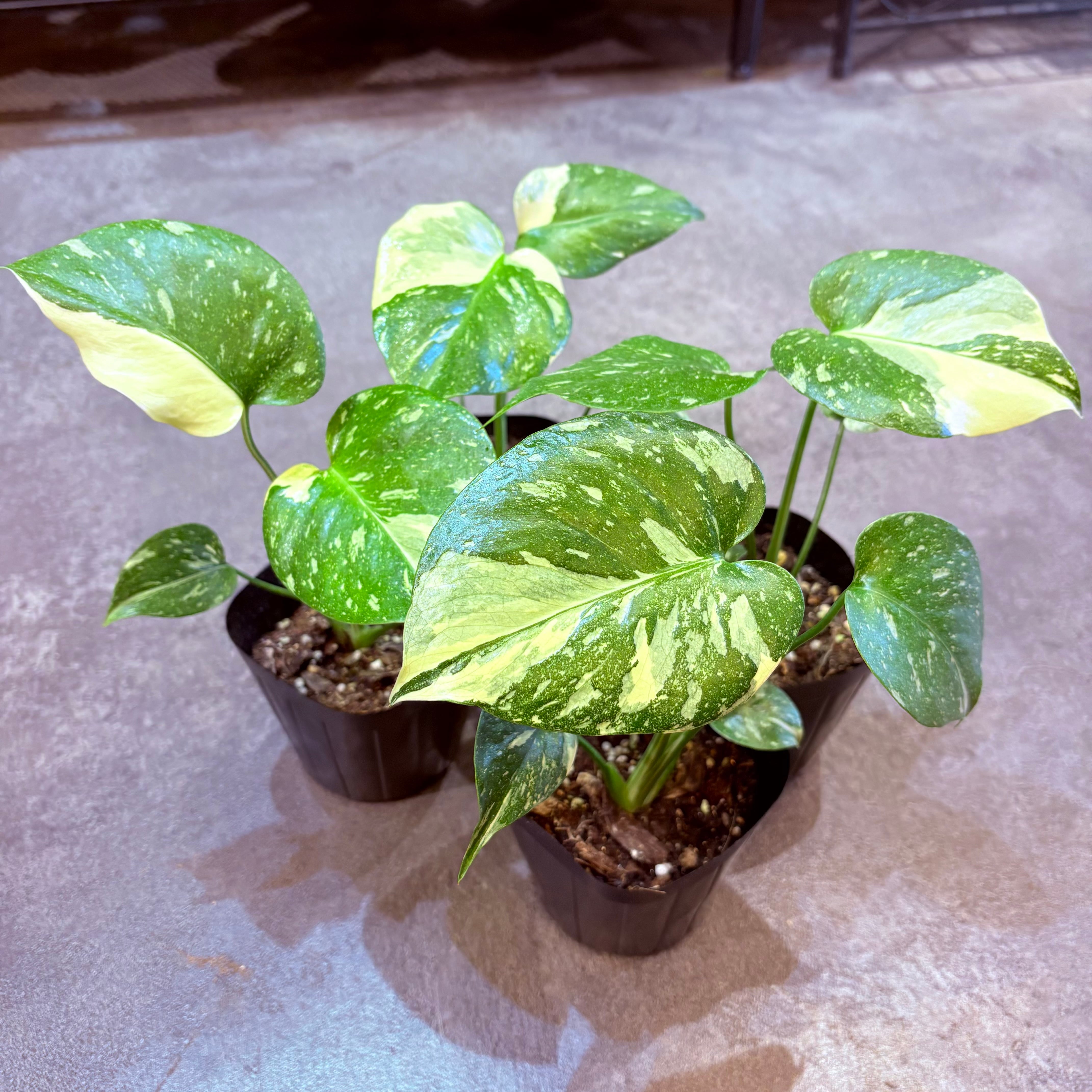 特別価格】モンステラ タイコンステレーション 3.5号 | Green Vibes