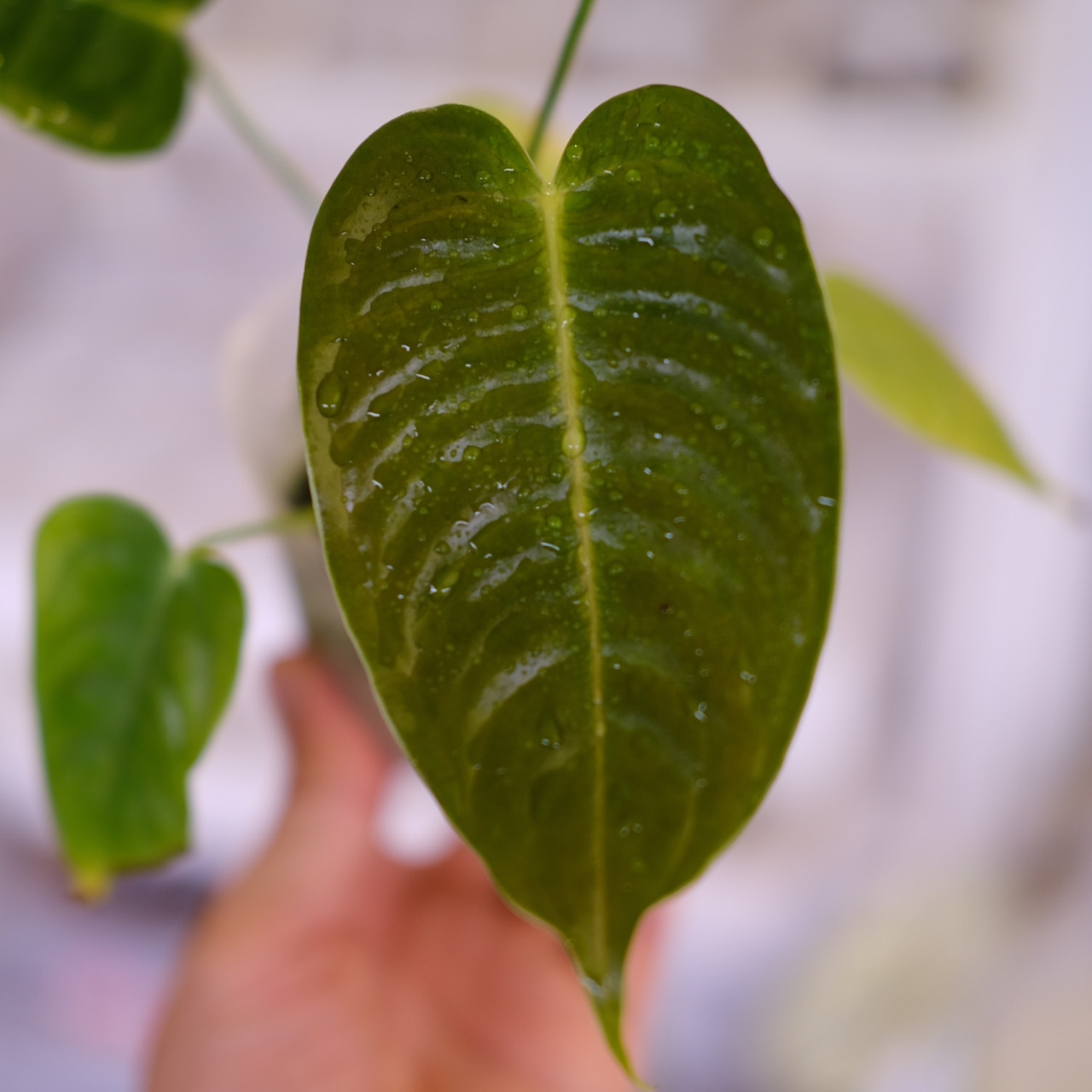 アンスリウム・ベイチー│Anthurium Veitchii│観葉植物