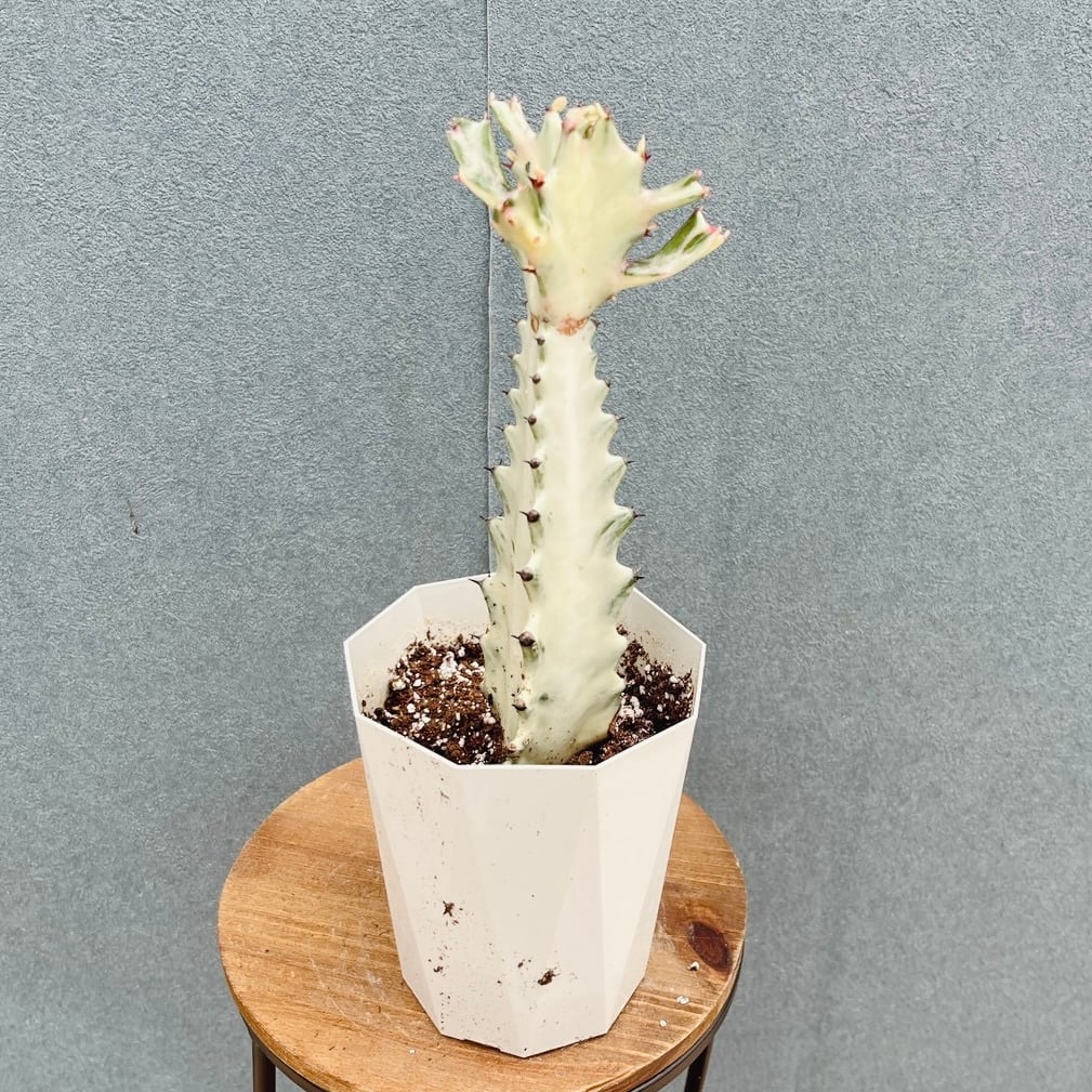 現品］【希少】2番 ユーフォルビア ホワイトゴースト 4号 観葉植物