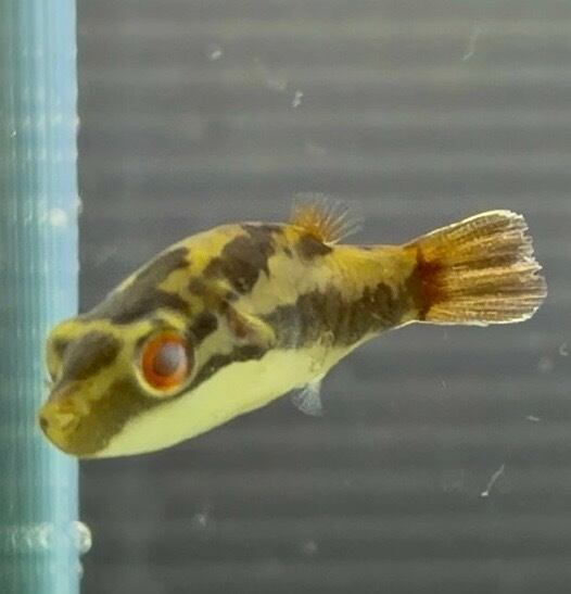淡水フグ | アクアショップあんじゅ