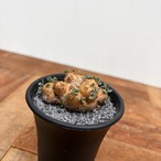 Othonna cacalioides【オトンナ・カカリオイデス】