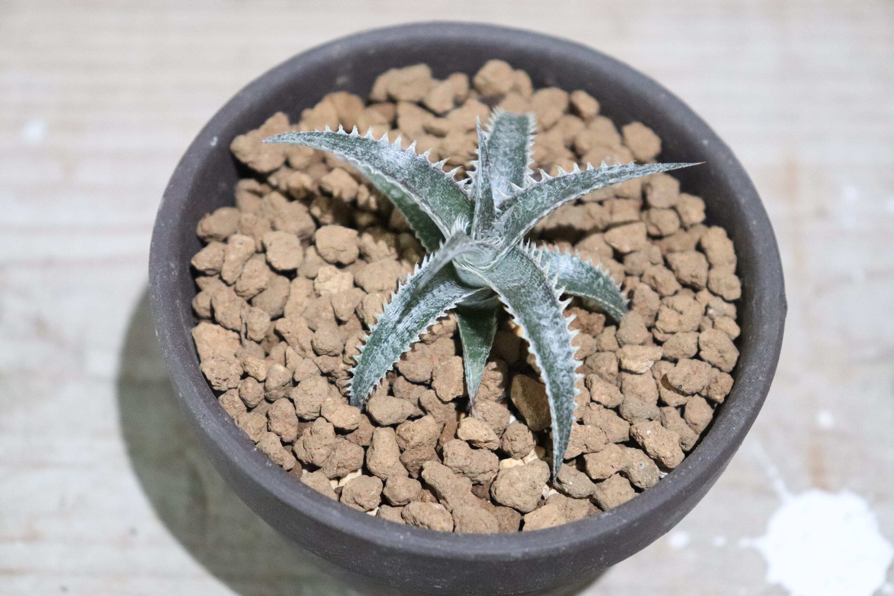 ディッキア Dyckia macedoi, Bill Baker hybrid ディッキア Dyckia macedoi hybrid, Bill Baker ディッキア：Dyckia