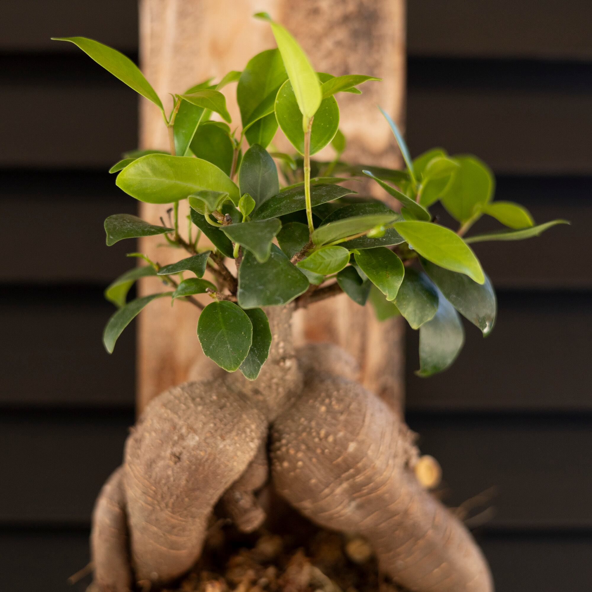ガジュマルの木 板付 水苔 観葉植物 ガジュマル 多幸の木 着生 幸せを