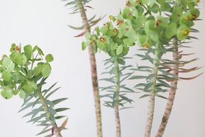ユーフォルビア リキダ/Euphorbia　※陶器鉢付き