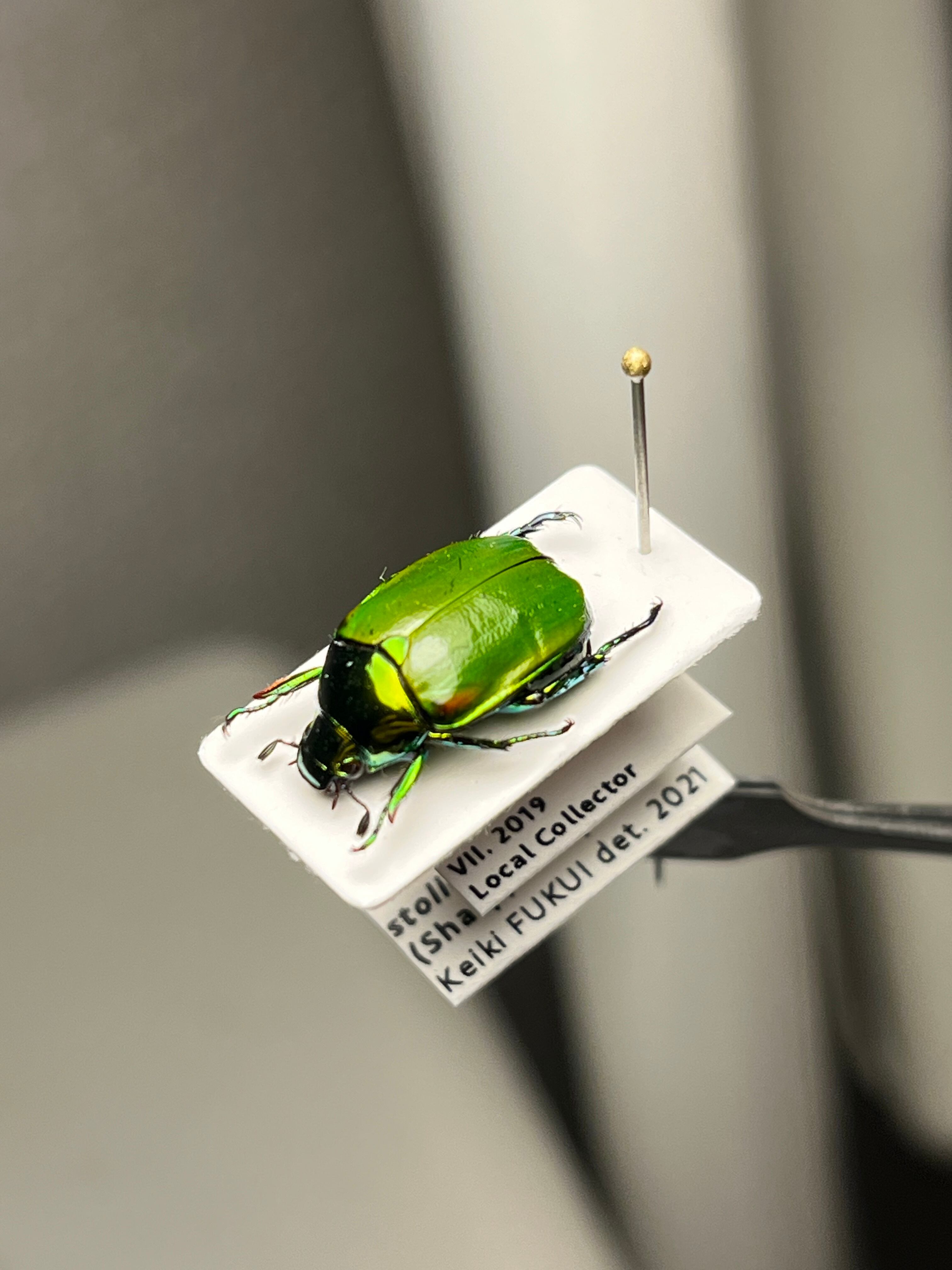 【深碧艶麗】フェスティバカメノコブイブイ 標本Macraspis プラチナコガネ 深碧艶麗】フェスティバカメノコブイブイ 標本Macraspis プラチナ