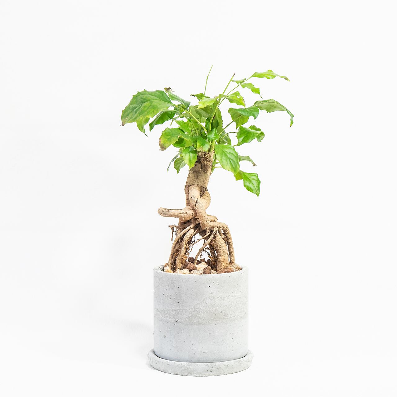 ヘテロパナックス 力強い気根と自然美あふれる樹形　モルタル鉢のインテリア観葉