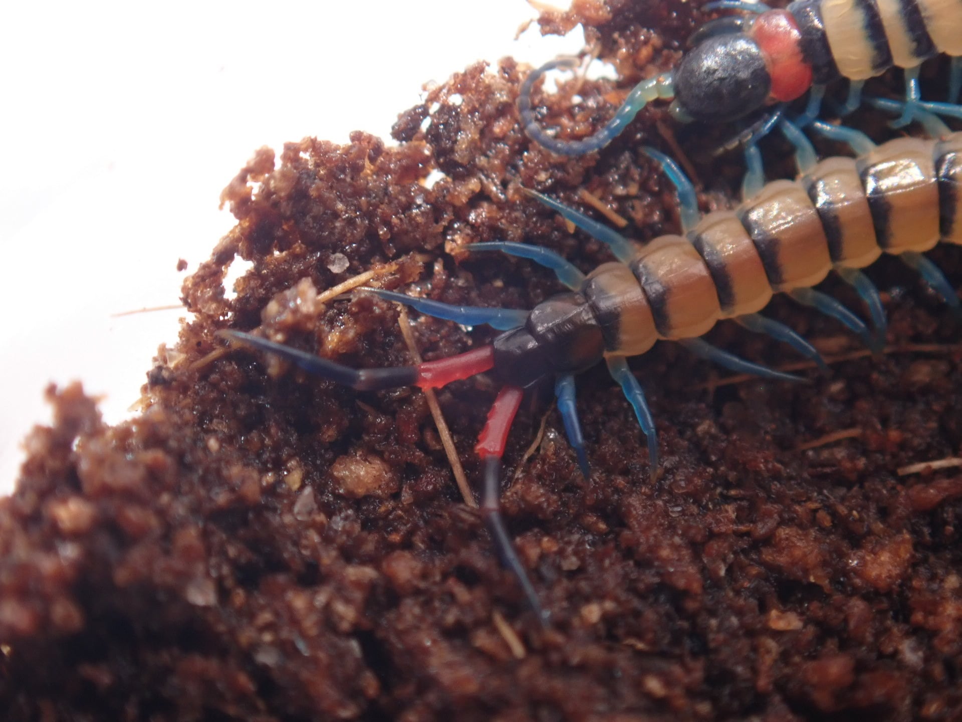 ルソンタイガーセンチピード 1匹 CH幼体 ムカデ | Bug Bug bugs 【奇蟲
