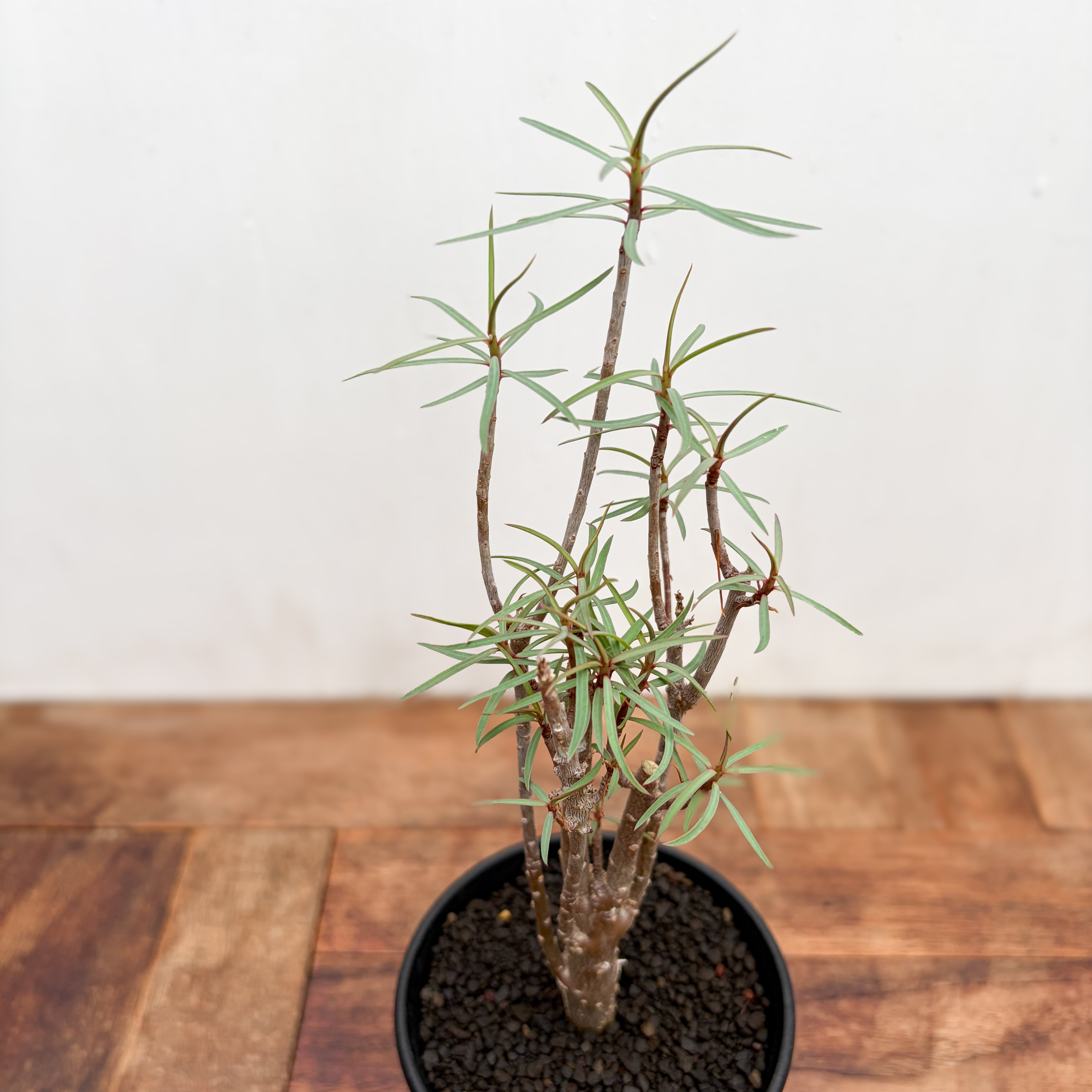 Euphorbia abdelkuri【ユーフォルビア・アブデルクリ】 | RIMO'S GREEN