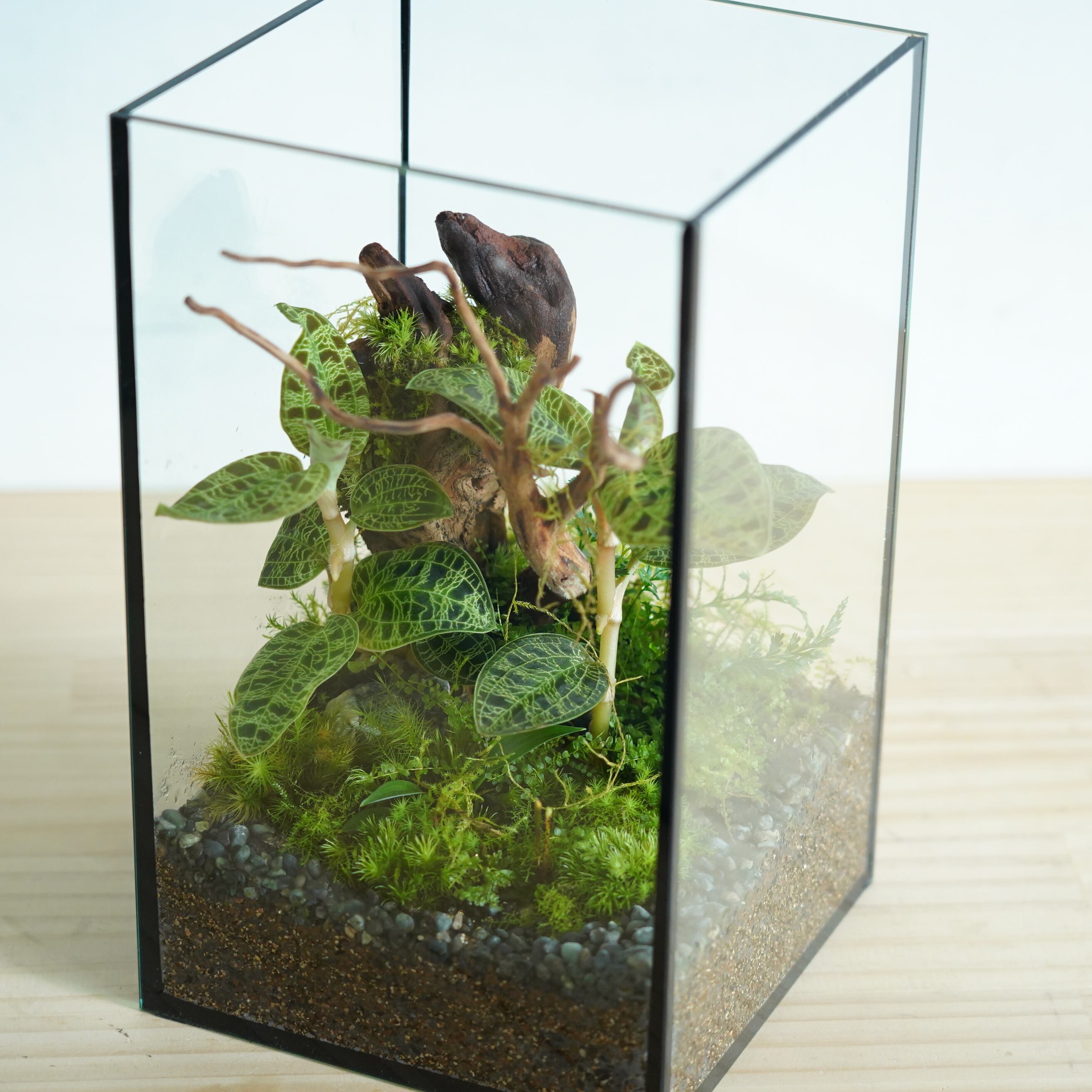 苔テラリウム作品『森の宝石No.2』◇限定作品 12.12#3 | 苔テラリウム