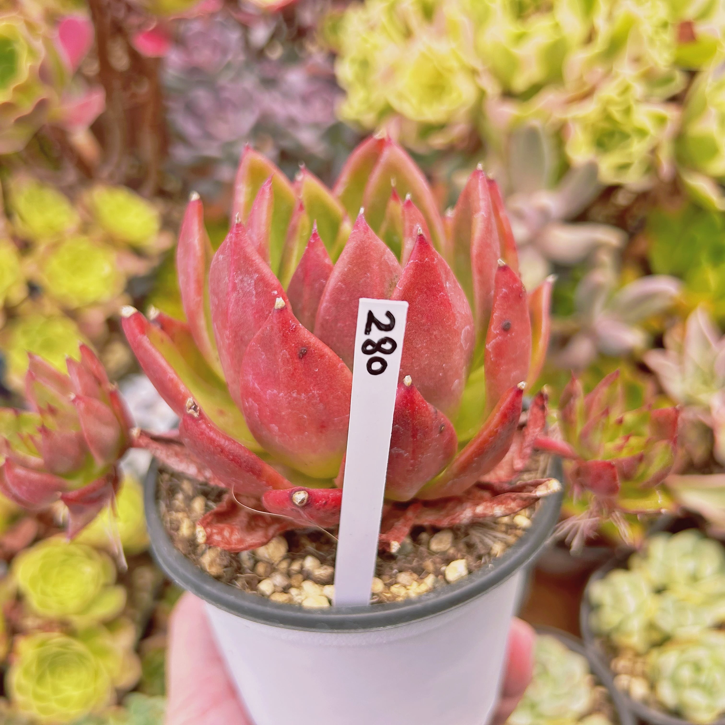280現物 多肉植物 アメストロー 特大 直径約15cm | るる農園~多肉植物専門