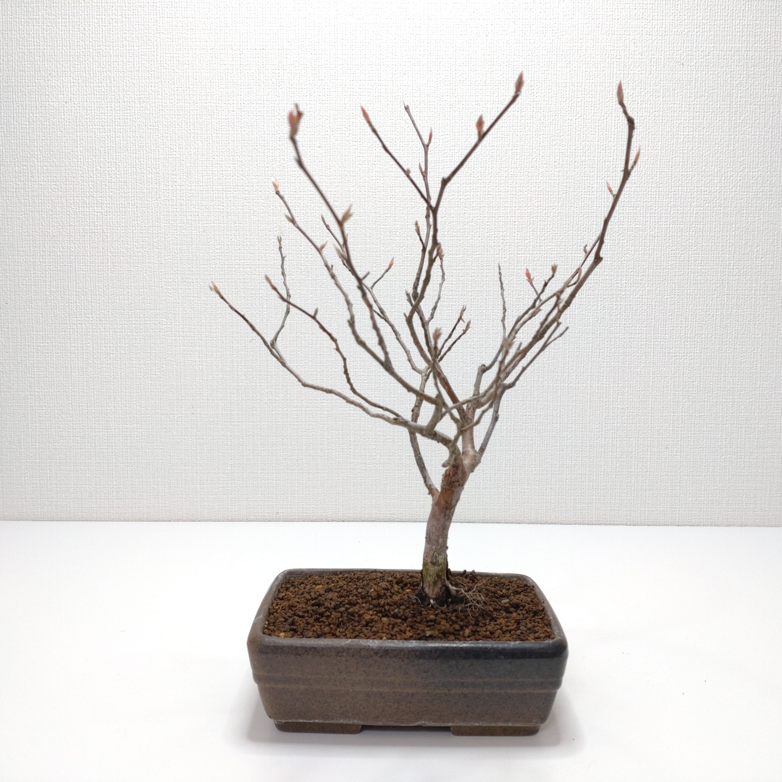 ヤマコウバシ盆栽 SS016 | 盆栽創【Bonsaisou】