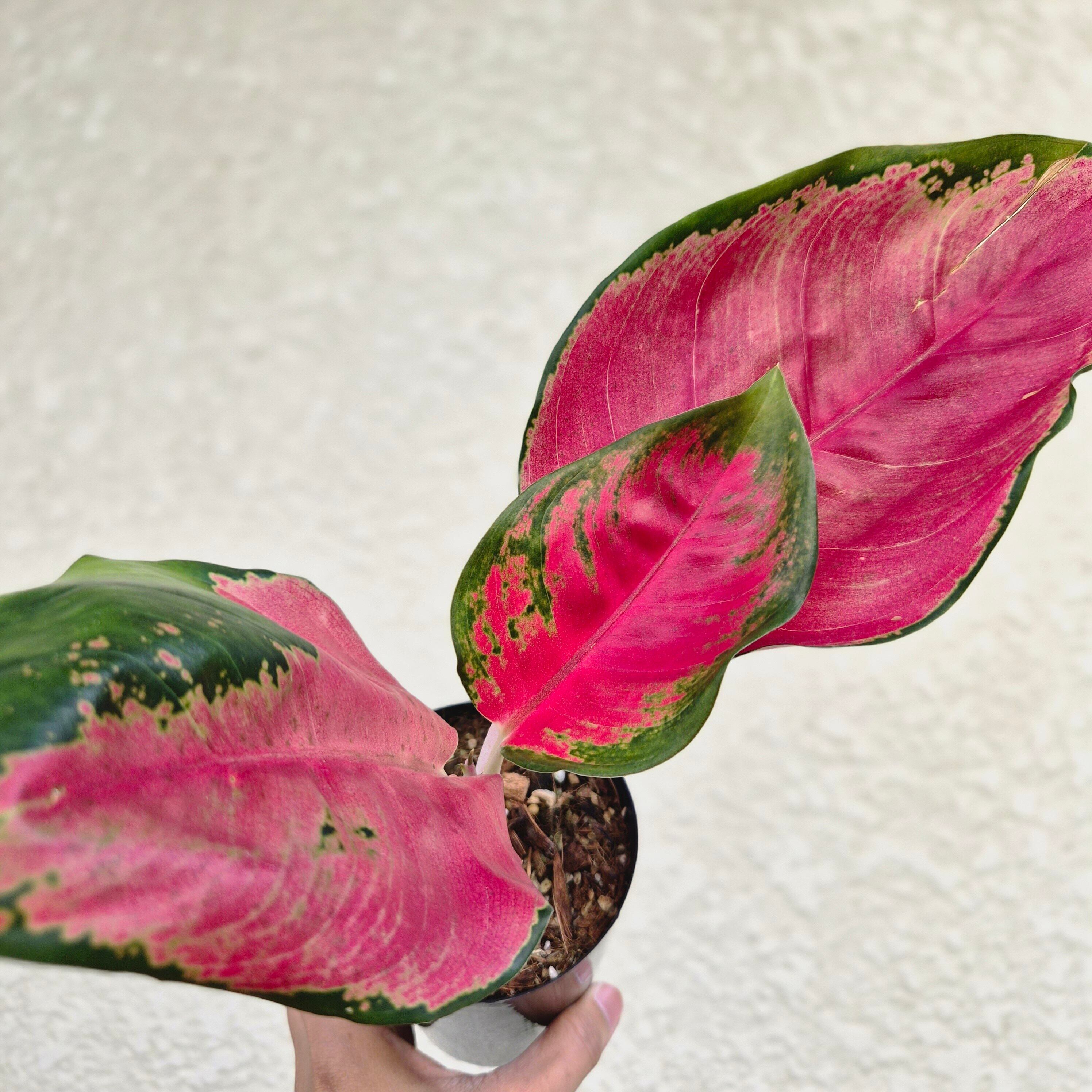 《Aglaonema Suksomjaipong》アグラオネマ スックソムジャイポーン 観葉植物 /ポット発送