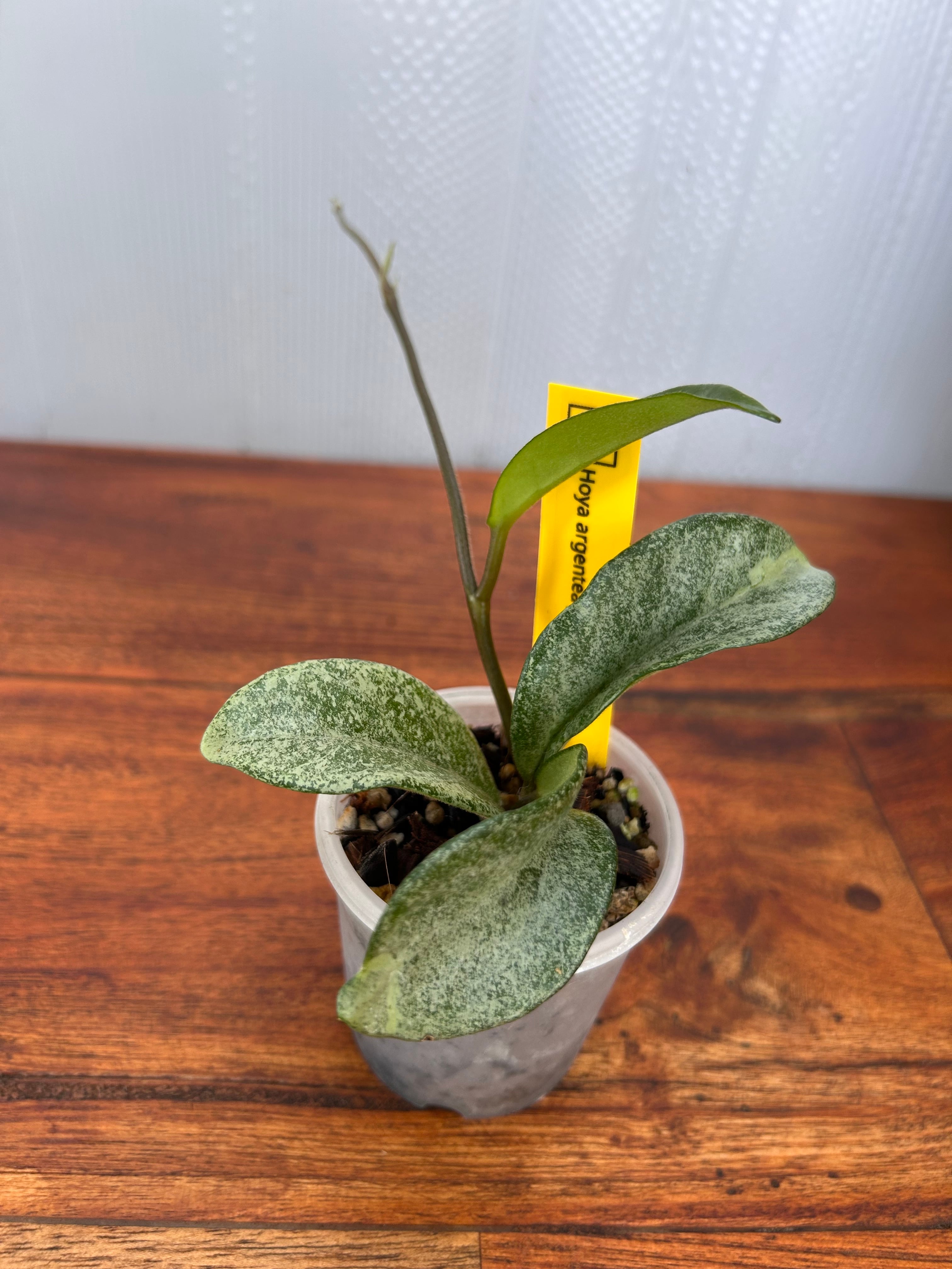 Hoya | BALI-AN 園芸