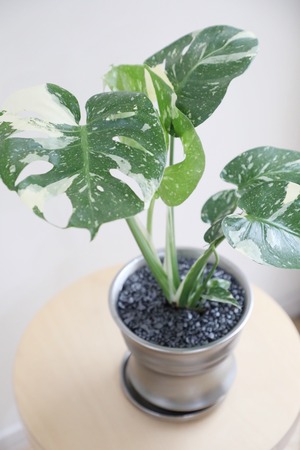 【S】モンステラ タイコンステレーション/Monstera deliciosa