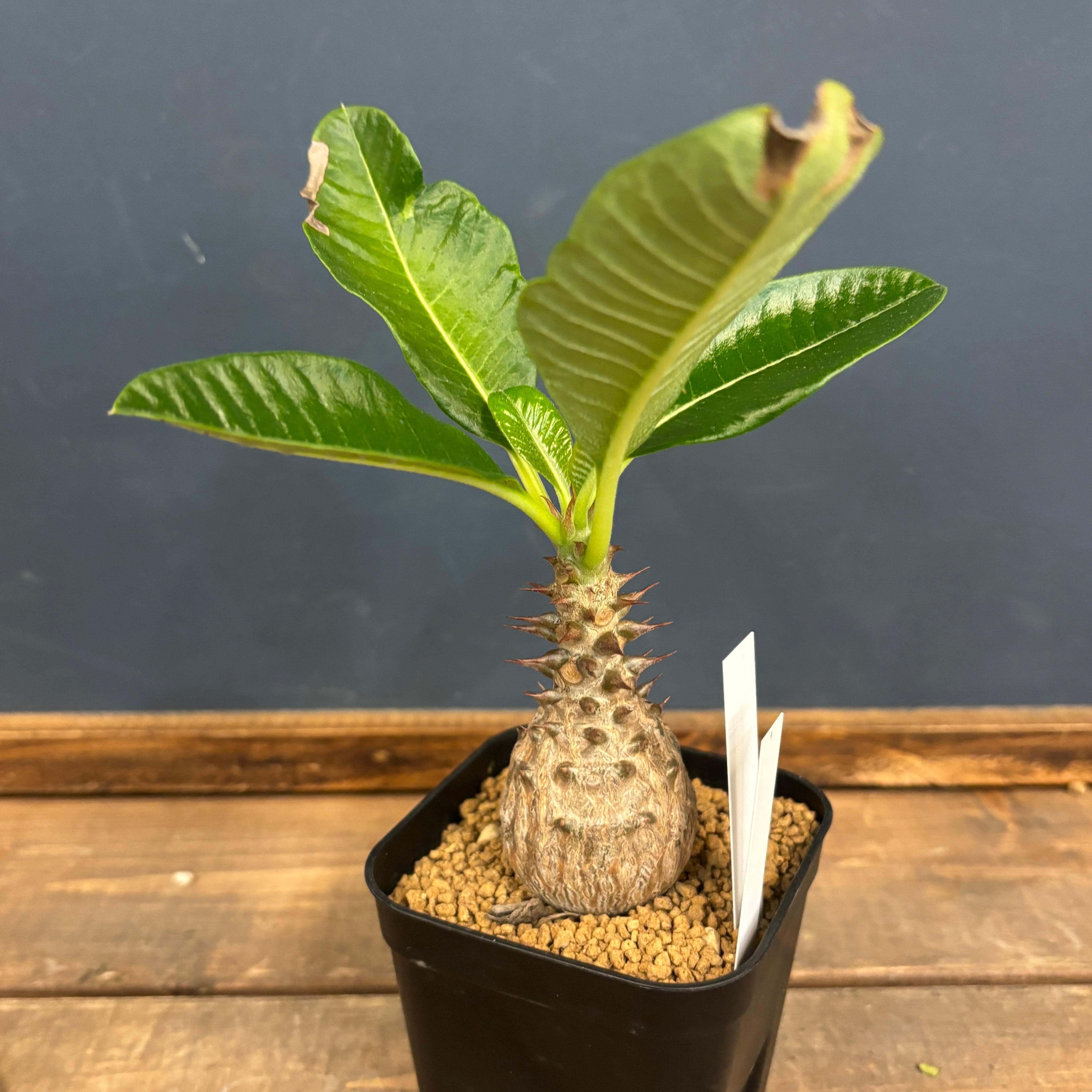 パキポディウム ウィンゾリー【368】 | PROTOLEAF プロトリーフ