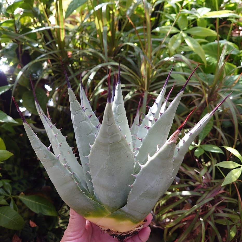 アガベ パリー ネオメキシカーナ agave prryi ssp.neomexicana 1