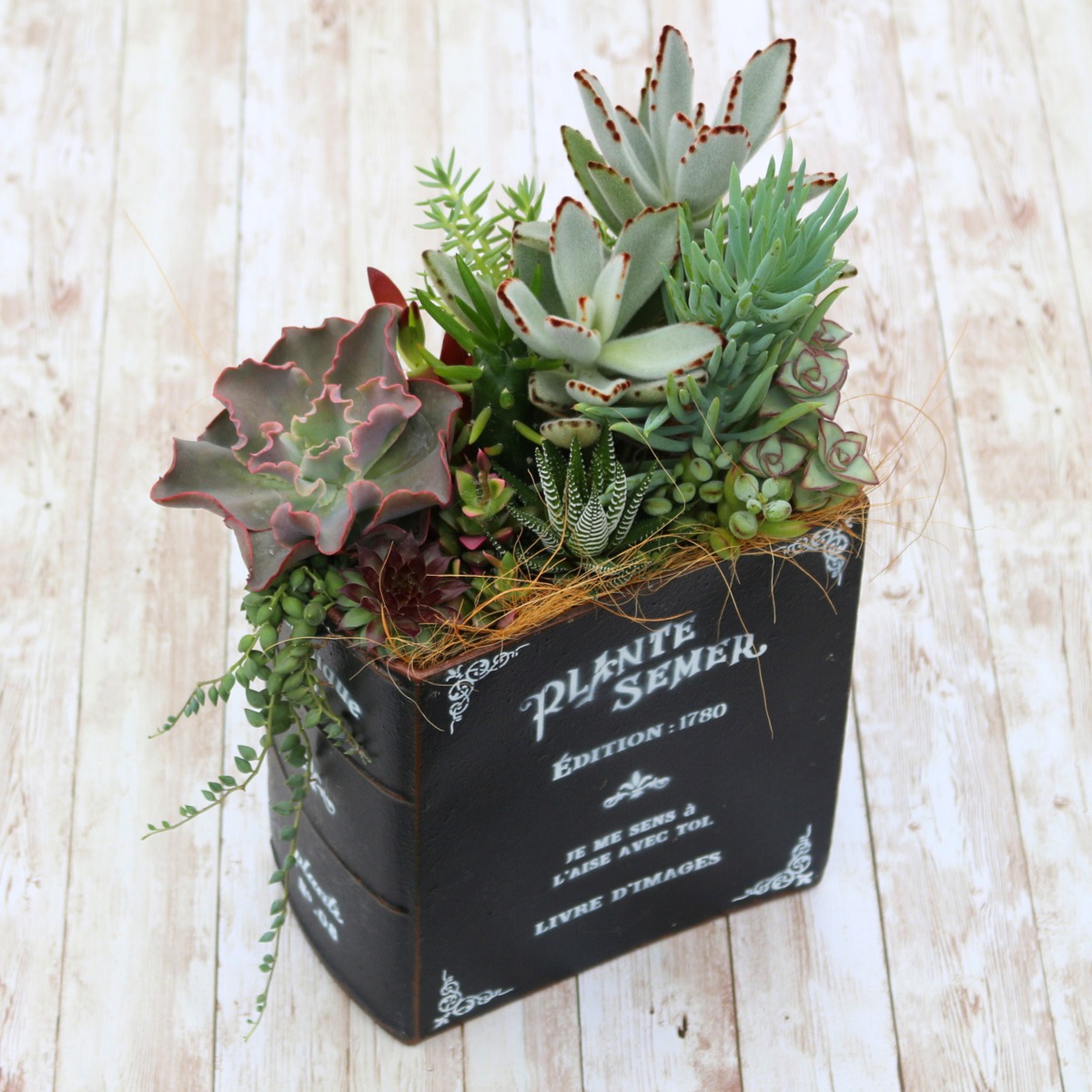 多肉寄せ植え 寄せ植え20種☆多肉植物☆ その他素材 プクニク 通販 954487