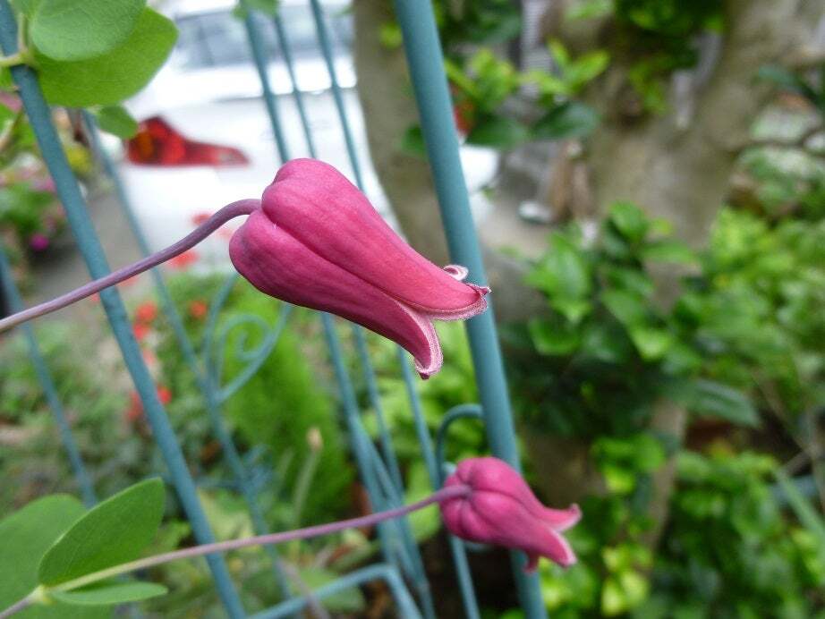 クレマチス 流星 インテグリフォリア系 | mateflowergarden