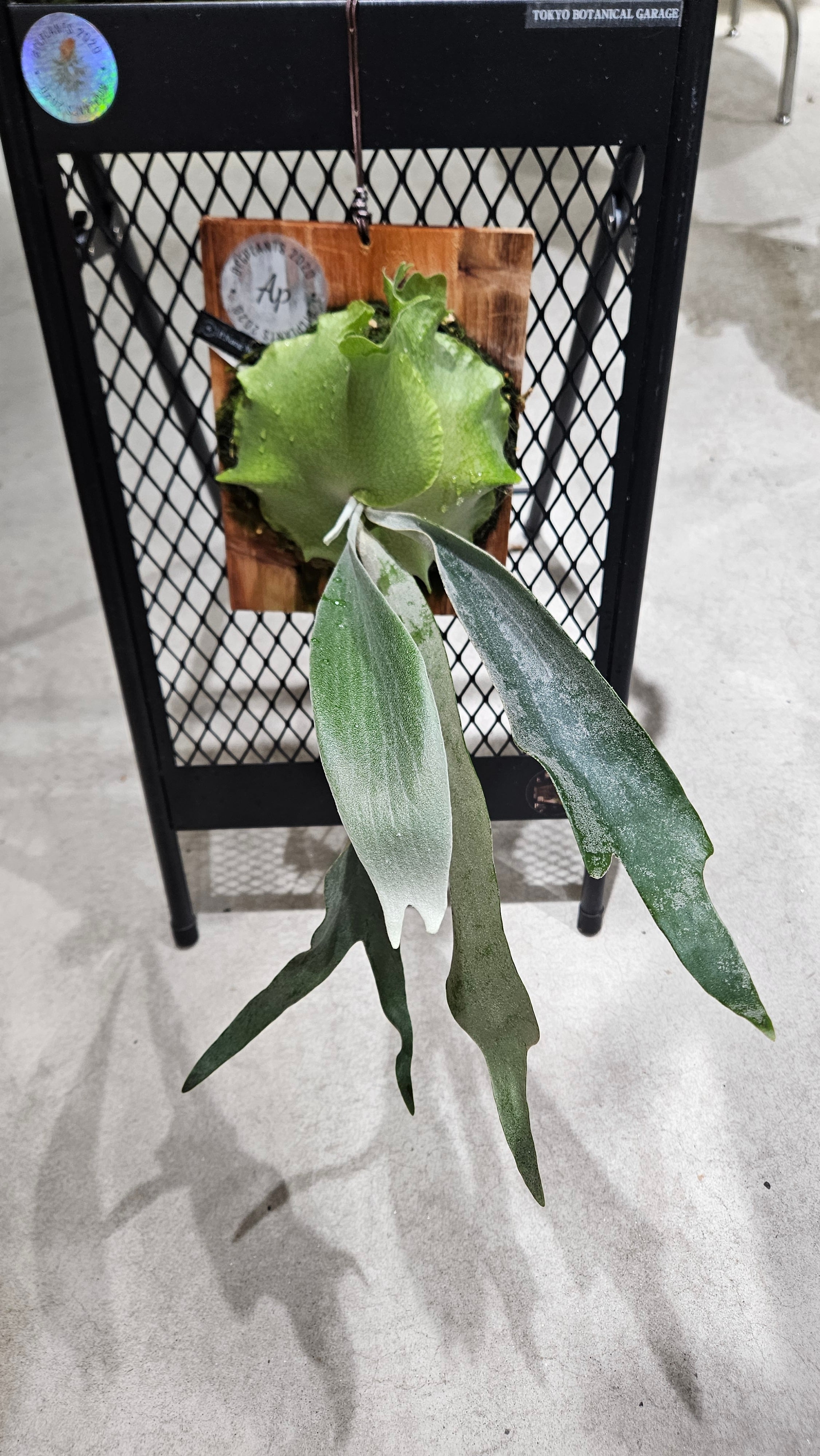 P.Nang Non 【artPLANTs/PLANTS GARAGE 】ビカクシダ/Platycerium