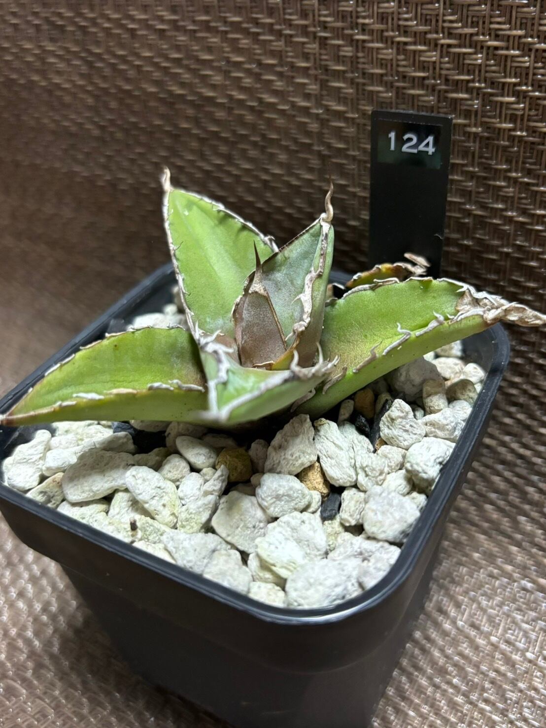 【 124 】oteroi seedling ②