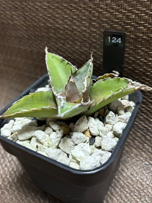 【 124 】oteroi seedling ②