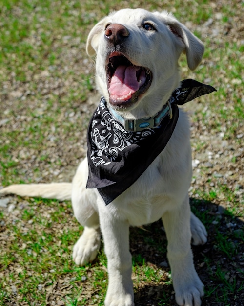 Paul Component DUNE BUGGY BANDANNA