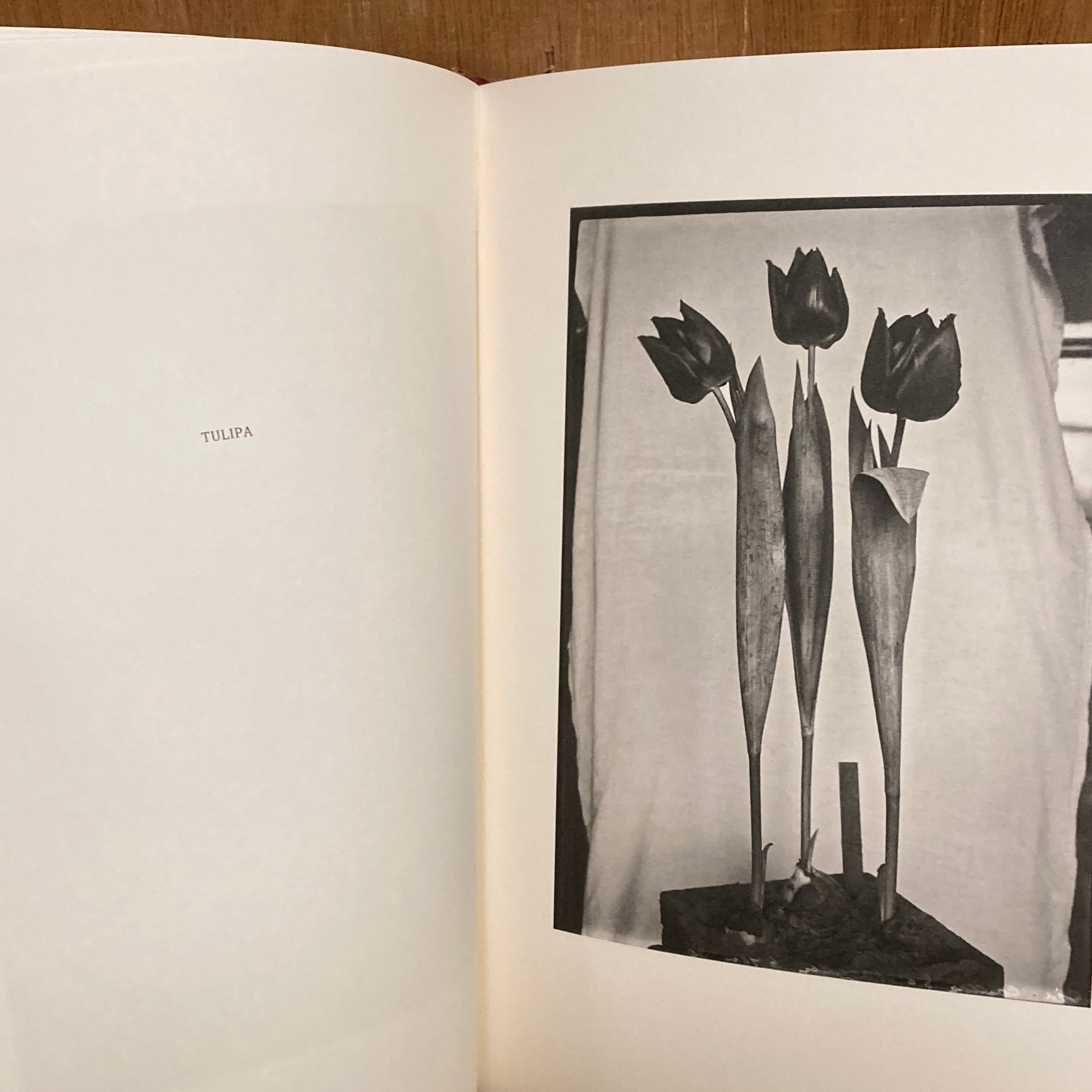 Les extravagantes / Leendert Blok, Gilles Clement | 百年